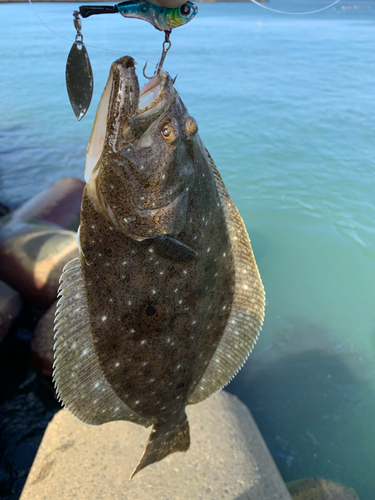 ソゲの釣果