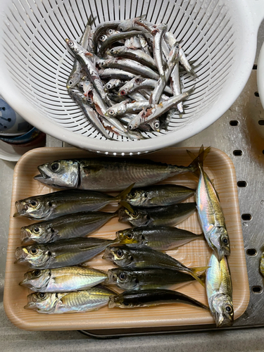 アジの釣果