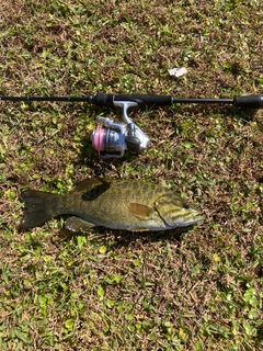 スモールマウスバスの釣果