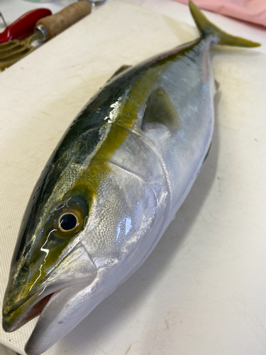 イナダの釣果