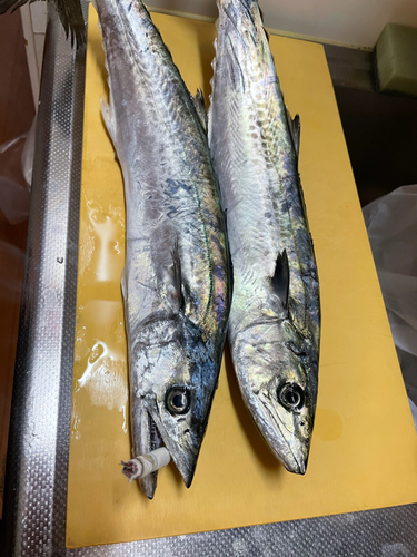 サゴシの釣果