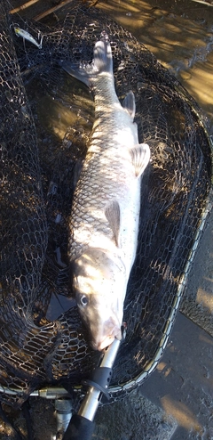 ニゴイの釣果