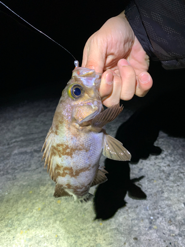 シロメバルの釣果