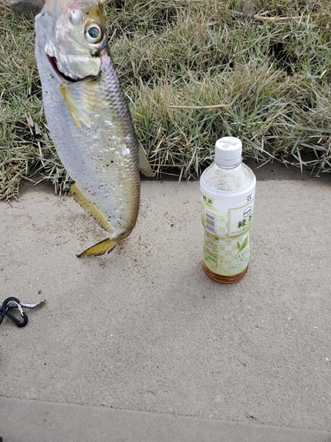 ターポンの釣果