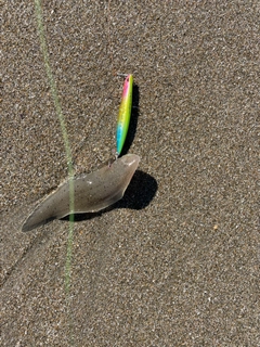 シタビラメの釣果