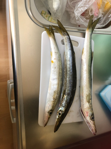 カマスの釣果