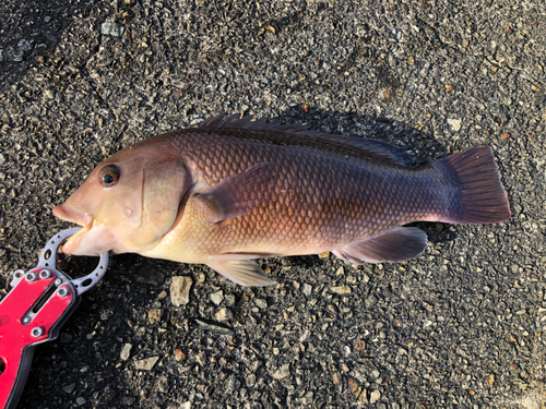 カンダイの釣果