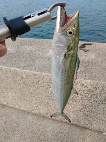 サゴシの釣果