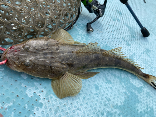 マゴチの釣果