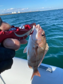 タイの釣果