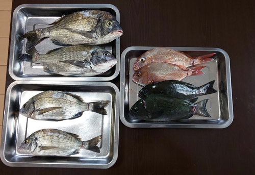 クロダイの釣果