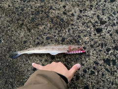 エソの釣果