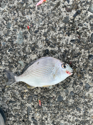 タイの釣果