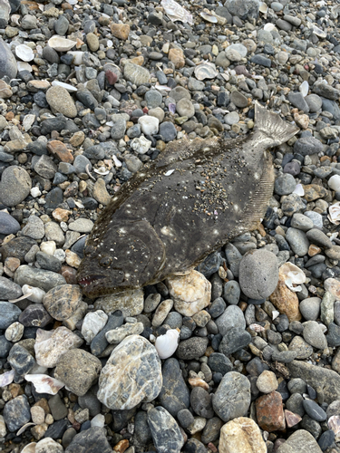 ヒラメの釣果