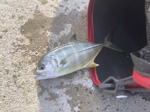 メッキの釣果