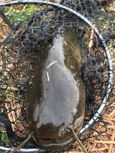 ナマズの釣果