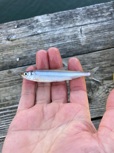 ワカサギの釣果