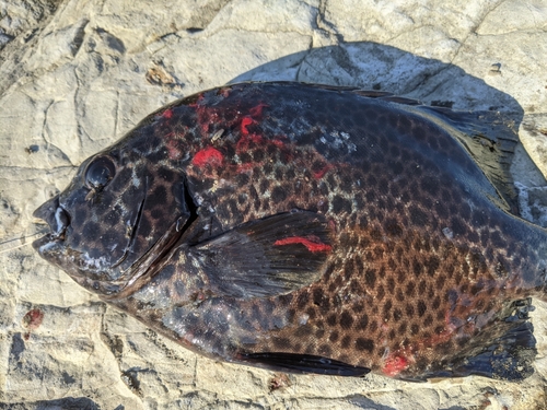 イシガキダイの釣果