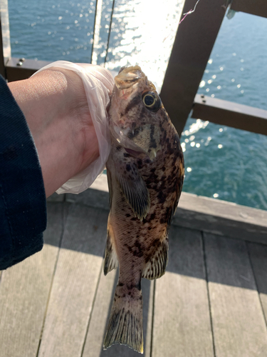 ソイの釣果