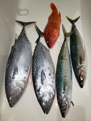 ヤイトの釣果