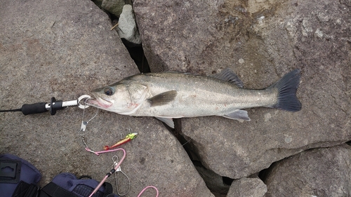 スズキの釣果