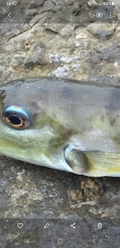 シロサバフグの釣果