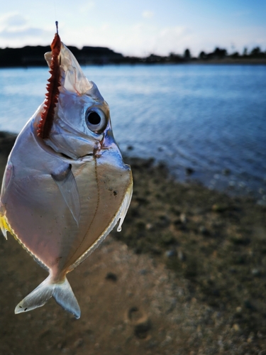 メッキの釣果