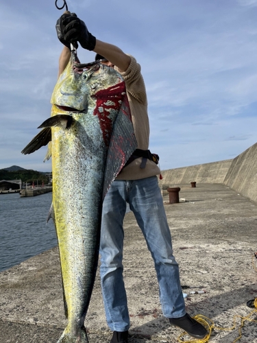 シイラの釣果