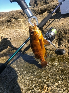 アカメバルの釣果
