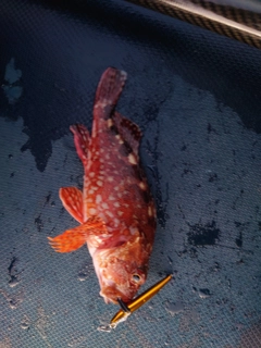 アラカブの釣果