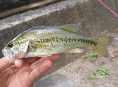 ブラックバスの釣果