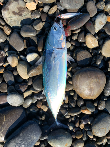 ソウダガツオの釣果