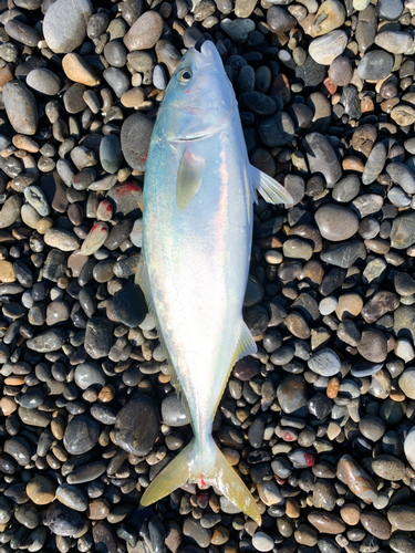 ツバスの釣果