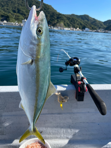 ヒラマサの釣果