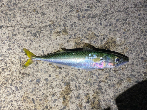 サバの釣果