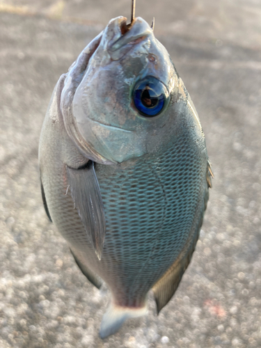 グレの釣果