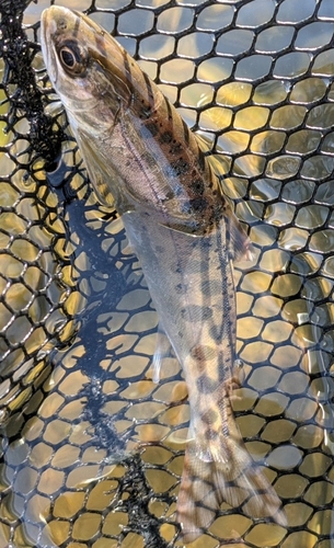 ヤマメの釣果