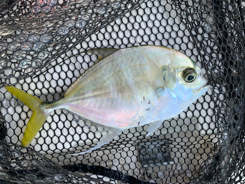 カイワリの釣果