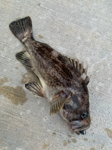 クロソイの釣果