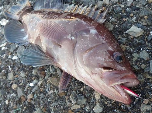 マハタの釣果