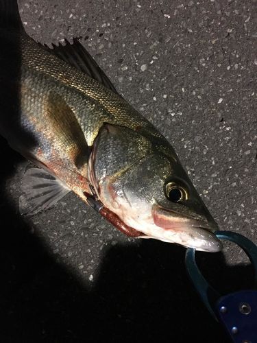 フッコ（マルスズキ）の釣果