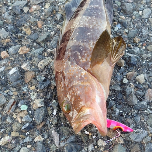 キジハタの釣果