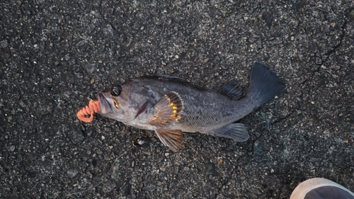 クロソイの釣果