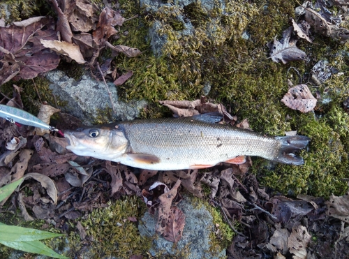 ウグイの釣果