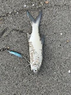 ツバメコノシロの釣果