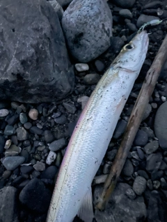 カマスの釣果