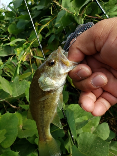 ブラックバスの釣果