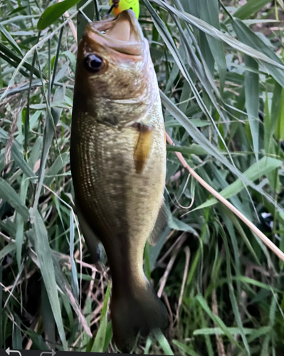 ブラックバスの釣果