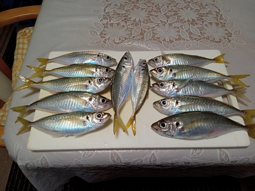 マアジの釣果