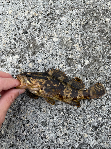 タケノコメバルの釣果